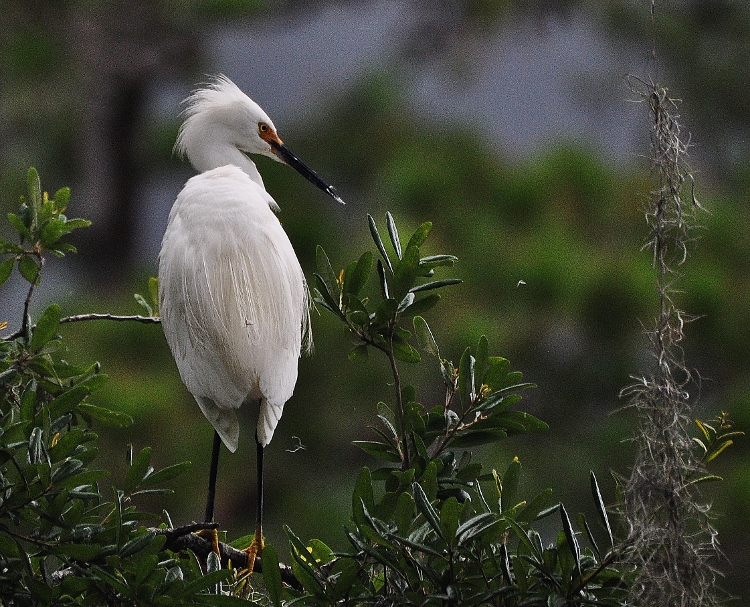 egret in tree